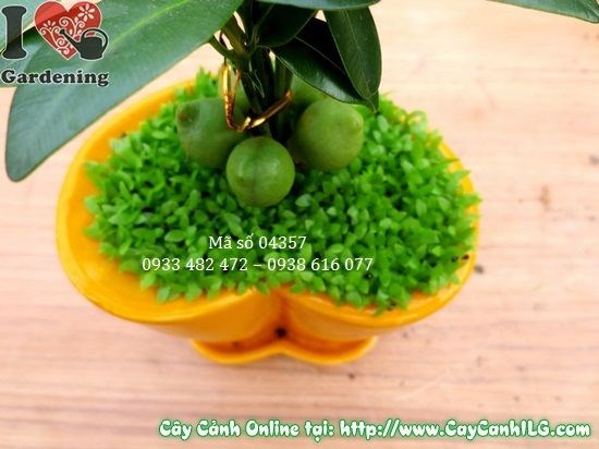 Hình ảnh cây May Mắn Chậu Trái Tim 10cm Ms 04357 từ vườn ILG
