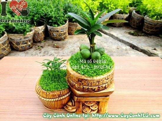 Cây May Mắn Song Đôi 15cm – ý nghĩa song hỷ may mắn