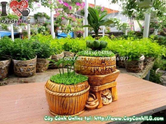 Lộ trình phát triển cây May Mắn Song Đôi từ 15cm