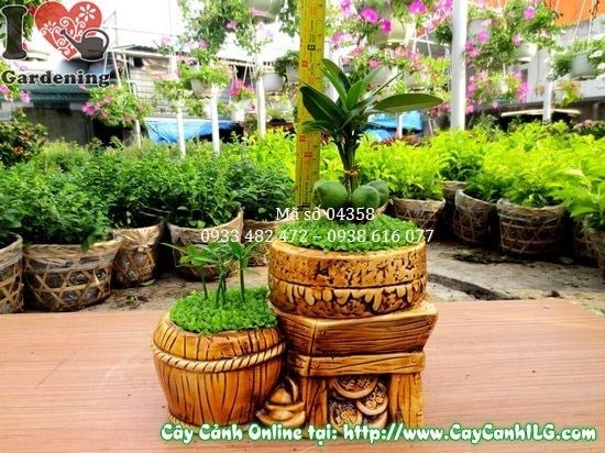 Ý nghĩa phong thủy cây May Mắn Song Đôi – quà tặng khai trương tân gia