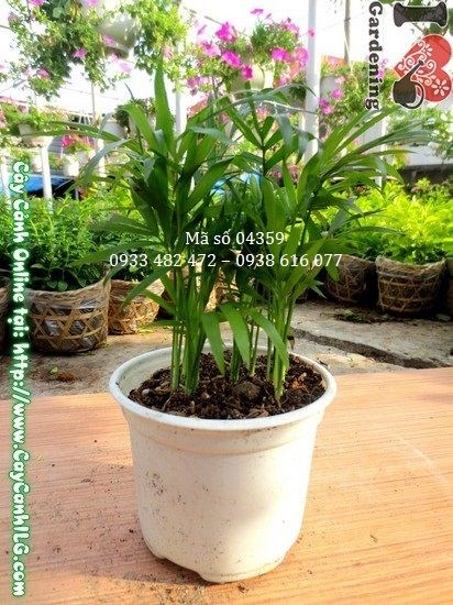 Cây May Mắn Tiểu Trâm Ms 04359 – hình ảnh thực tế tại vườn ILG