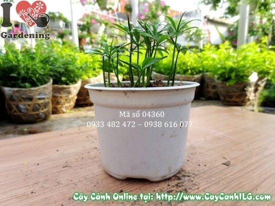 cây may mắn vạn niên – chậu tiểu cảnh nội thất xanh đẹp