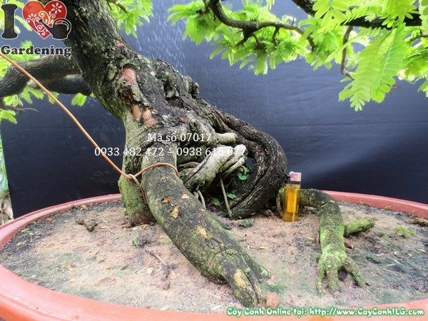 Cây me bonsai già dáng đẹp cao 1m hoành 41cm Ms 07017 - mặt chính diện 4