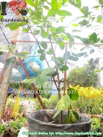 Chi tiết trái và lá cây mít thái – Ms 05832