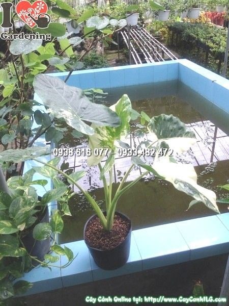 cây môn cẩm thạch cao 50cm