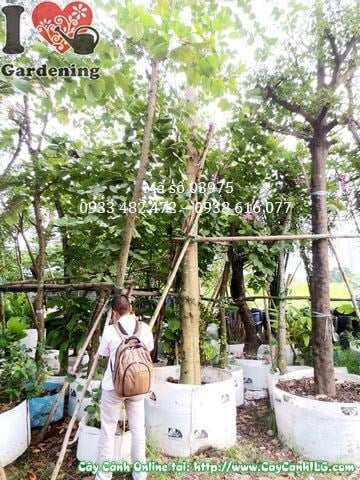 Hoa cây móng bò cao 3,5m – màu hồng tím đặc trưng