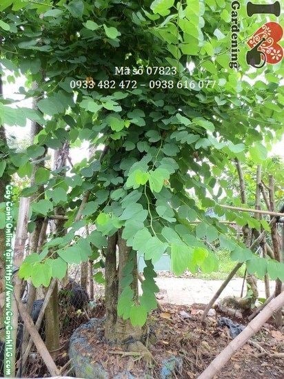 Cây móng bò cao 5m đường kính 40cm Ms 07823