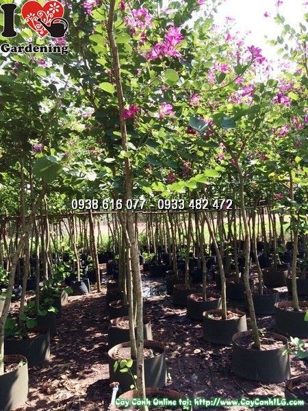cây móng bò đk 8 10cm tại ILG