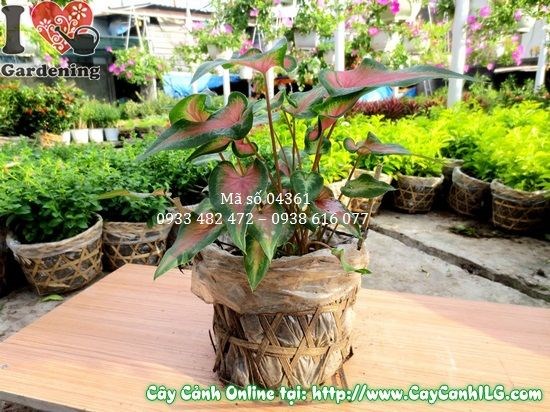Cây môn lá đỏ – màu đỏ may mắn phong thủy