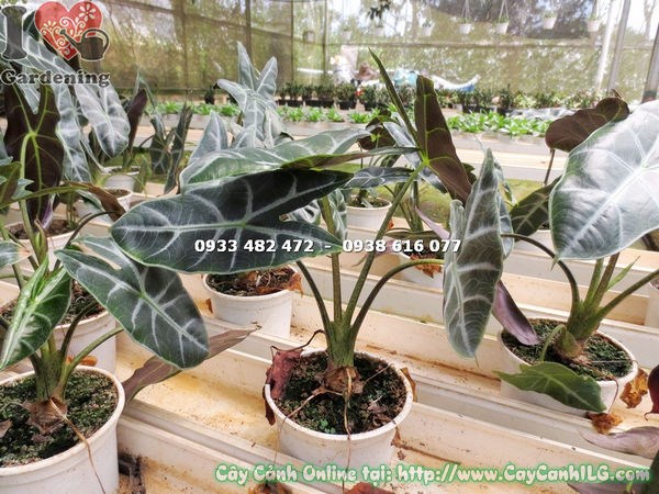 cây môn quan âm 25cm trồng trong chậu trang trí nội thất