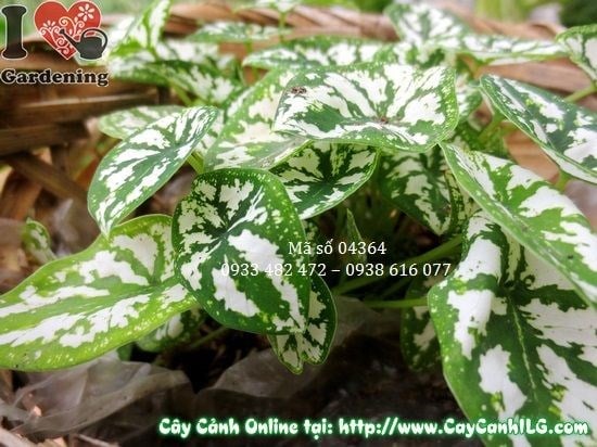 Cây Môn Trắng trang trí nội thất