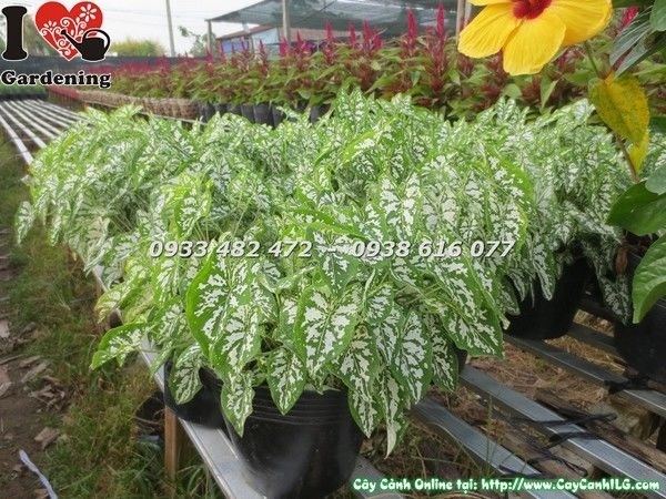Cây Môn Trắng lớn khỏe mạnh lá đẹp