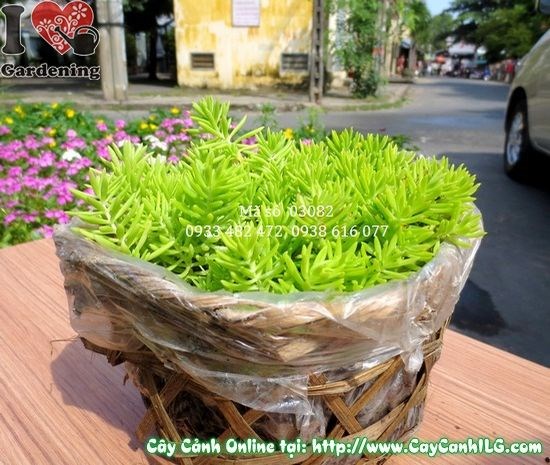 Thảm hoa Mười Giờ Pháp phủ kín sân vườn – hiệu ứng cảnh quan ấn tượng