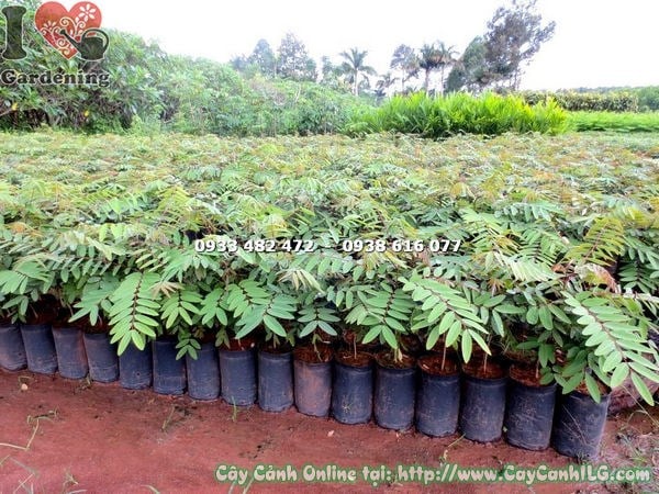 Cây muồng đen giống 50cm – rễ khỏe, sẵn sàng trồng công trình