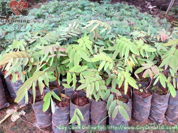 Cây Muồng Đen giống phát triển khỏe mạnh