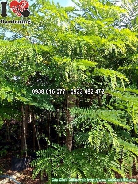 Cây muồng hoa đào cao 2m đường kính 2cm tại vườn ILG
