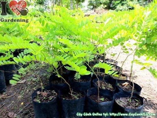 Cây muồng hoa đào giống mới cao 50cm tại vườn ILG