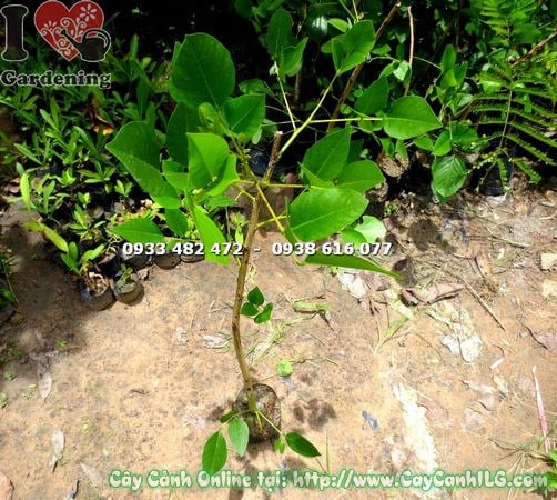 Cây muồng hoa đỏ cao 1m – cây cảnh quan đa dụng