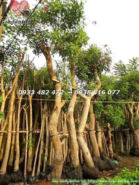 Cây muồng hoa đỏ lớn cao 5m hoành 100cm – ILG cung cấp sỉ lẻ