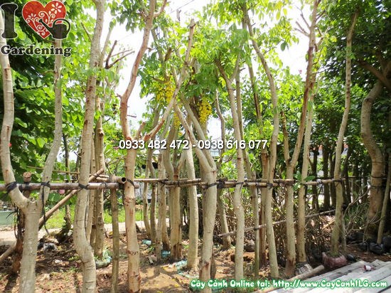 Hoa Muồng Hoàng Yến vàng rực rỡ nở rộ đẹp mê hồn