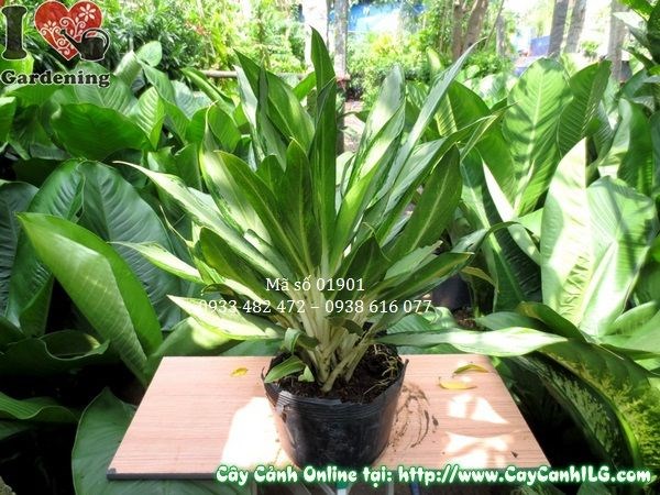 Cây ngân hậu lá nhỏ giống mới cao 40cm tại vườn ILG