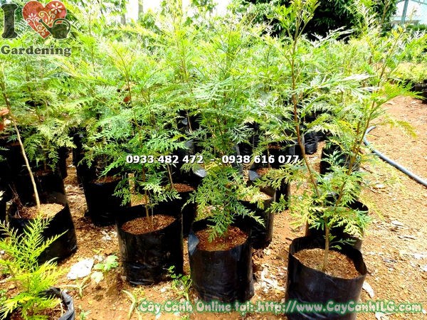 hình ảnh cây ngân hoa cao 1m Ms 17735