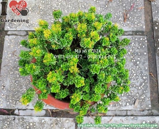 Cây ngâu tàu lớn 25cm khỏe mạnh xanh tươi