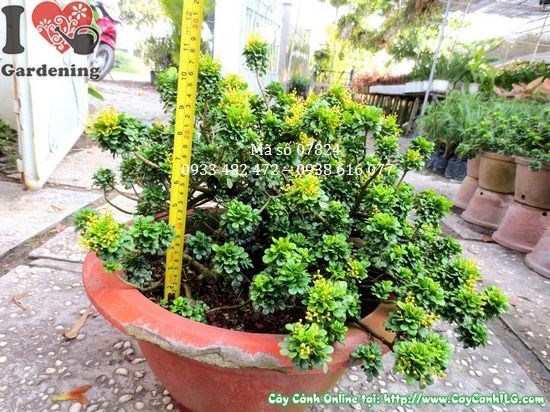 Cây ngâu tàu lớn 25cm dáng đẹp tại ILG