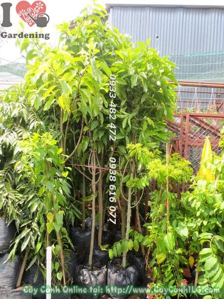 Cây ngọc lan cao 3m – tán rộng, thân gỗ vững chắc, phù hợp công trình cảnh quan lớn