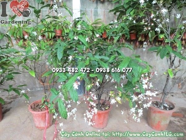 Cây Ngọc Minh Châu trang trí sân vườn, khuôn viên