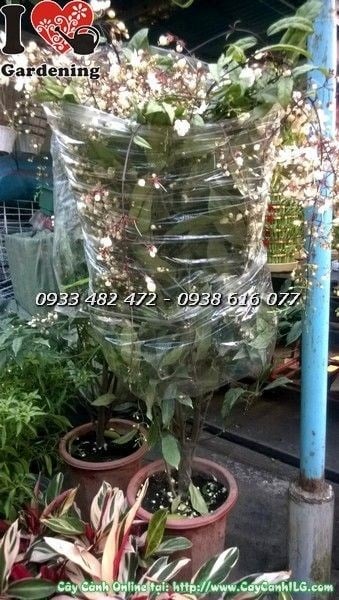 Cây ngọc minh châu có hoa – chùm hoa trắng cuống đỏ đặc trưng
