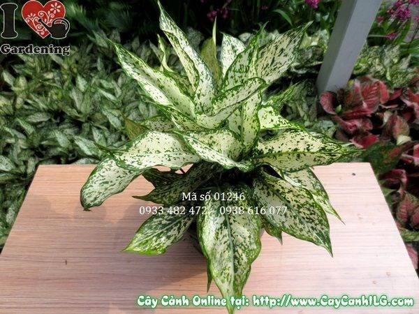 Cây ngọc ngân cao 25cm tại vườn ILG