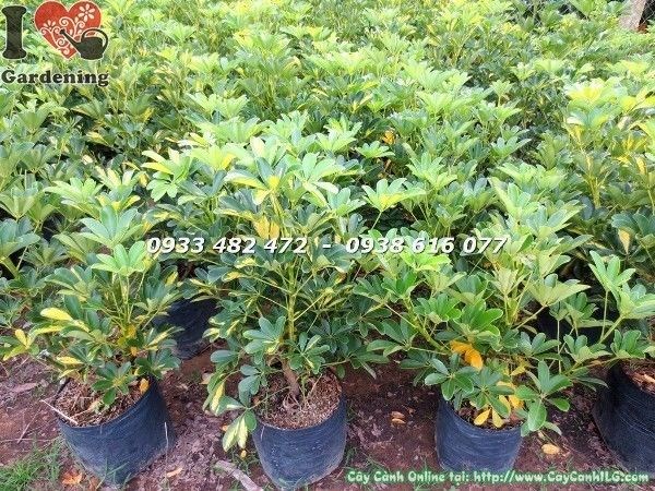 Cây ngũ gia bì vàng cao 60cm – lá xanh vàng độc đáo