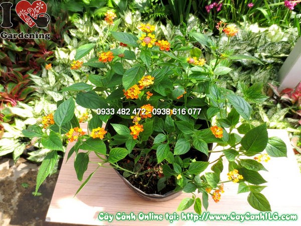 Chăm sóc cây ngũ sắc 30cm – cắt tỉa tạo dáng đẹp