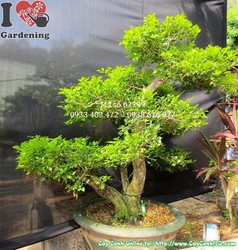 Cây nguyệt quế bonsai đẹp cao 135cm Ms 07298 – ILG