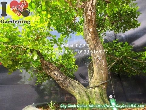 Cây nguyệt quế bonsai Ms 07298 – góc nhìn chi tiết