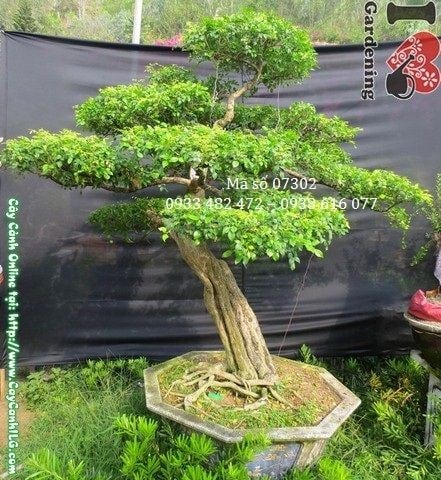 Cây nguyệt quế bonsai già đẹp 175cm hoành 52cm – hình chính diện Ms 07302