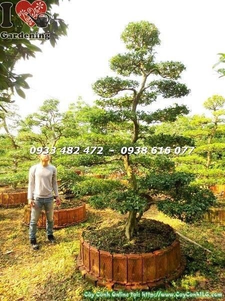 Cây Nguyệt Quế Bonsai Kiểng Cổ hoành 90cm cao 3m dáng đẹp