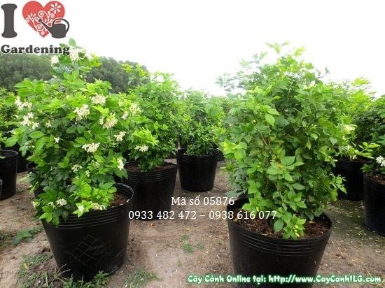 Cây nguyệt quế cao 60cm