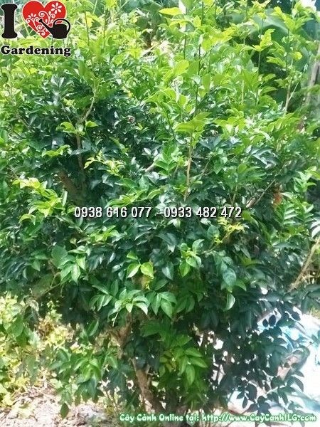 Cây nguyệt quế cao 1m6 – Ms 25706 – vườn cây ILG