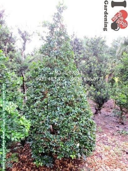 Cây nguyệt quế cắt hình thông dáng tháp côn cao 2m