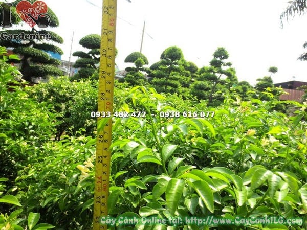 cây nguyệt quế cắt tròn 70cm trồng lối đi sân vườn