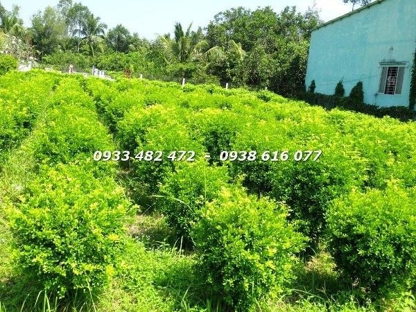 cây nguyệt quế cắt tròn cao 90cm tán tròn đẹp sân vườn Ms 23000
