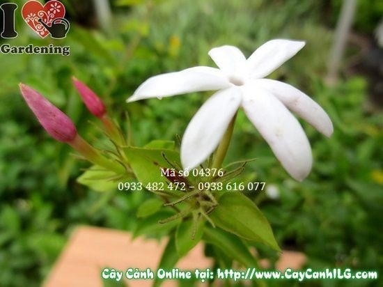 Cây nguyệt quế dây trồng chậu trang trí không gian sống