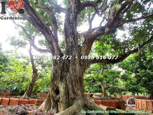 cây nguyệt quế gốc lớn tán rộng tự nhiên cao 2m5 trồng sân vườn công trình