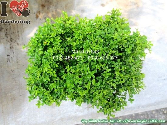 Cây nguyệt quế lá nhí trồng cảnh quan sân vườn, hàng rào xanh đẹp