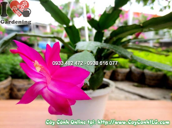 Cây Nhật Quỳnh cao 15cm – cây mọng nước hoa hồng đẹp tại ILG