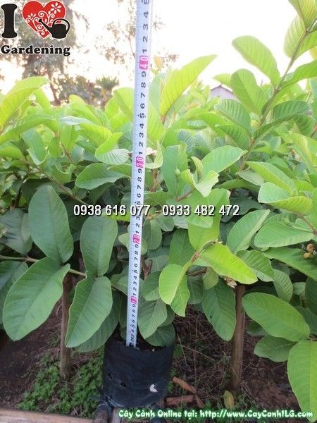 cây ổi có trái dáng đẹp cao 35cm