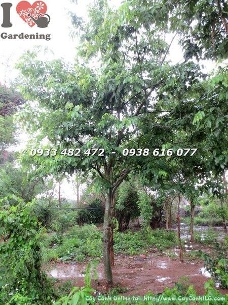 Cây Osaka Vàng tán đẹp đường kính 20cm – góc nhìn khác
