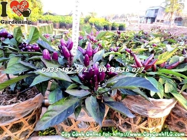Cây ớt cảnh tím trồng ngoài trời – màu sắc nổi bật, dễ chăm sóc số lượng lớn